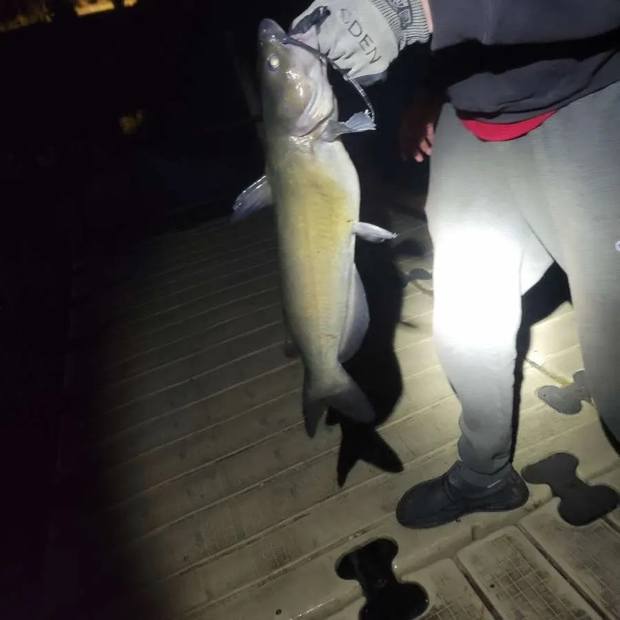 Channel catfish caught on Fishbrain