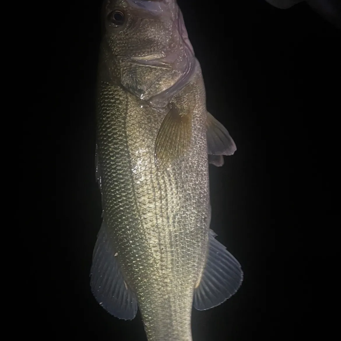 Largemouth bass caught on Fishbrain