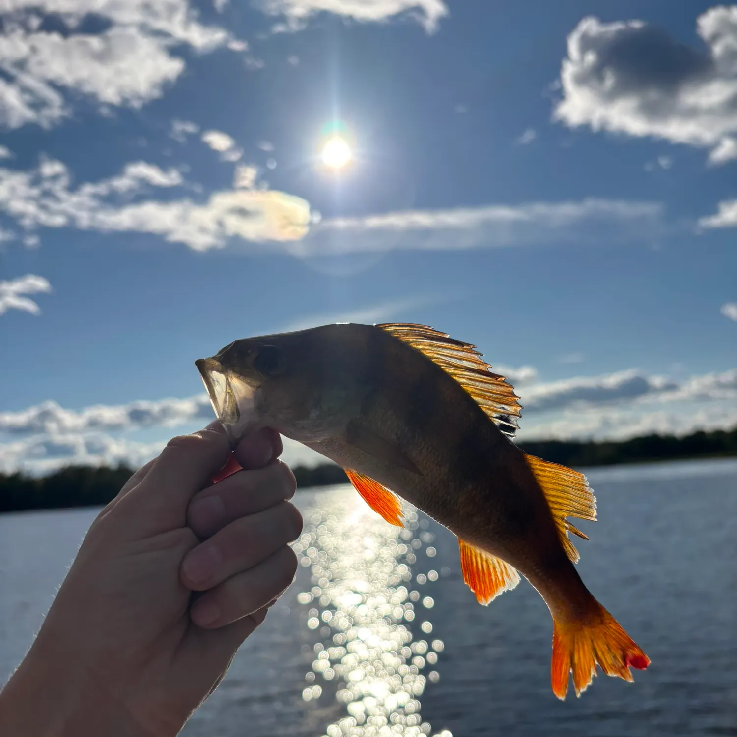 European perch caught on Fishbrain