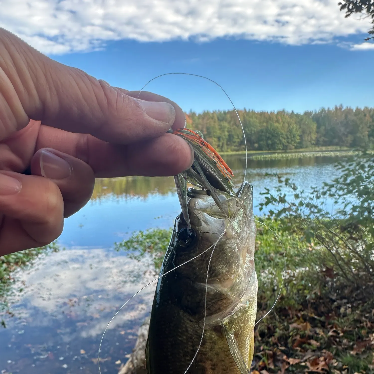 Largemouth bass caught on Fishbrain