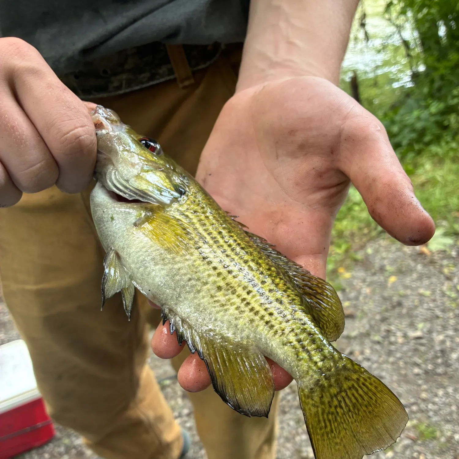 catch