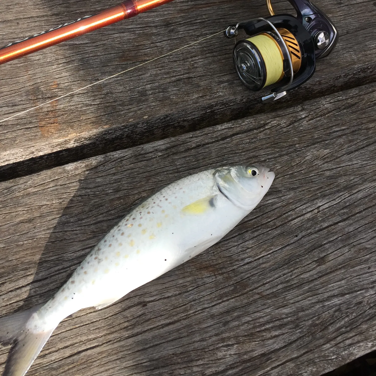 The most recent Eastern Australian salmon catches on Fishbrain