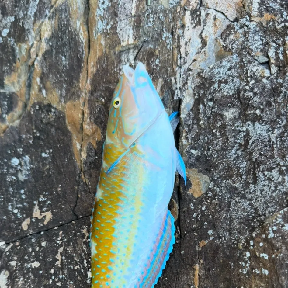 The most recent Puddingwife wrasse catches on Fishbrain