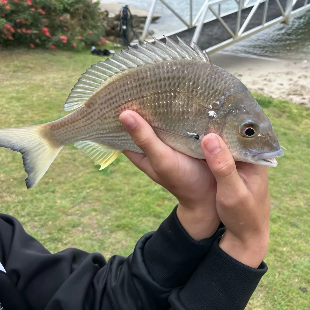 Surf bream caught on Fishbrain