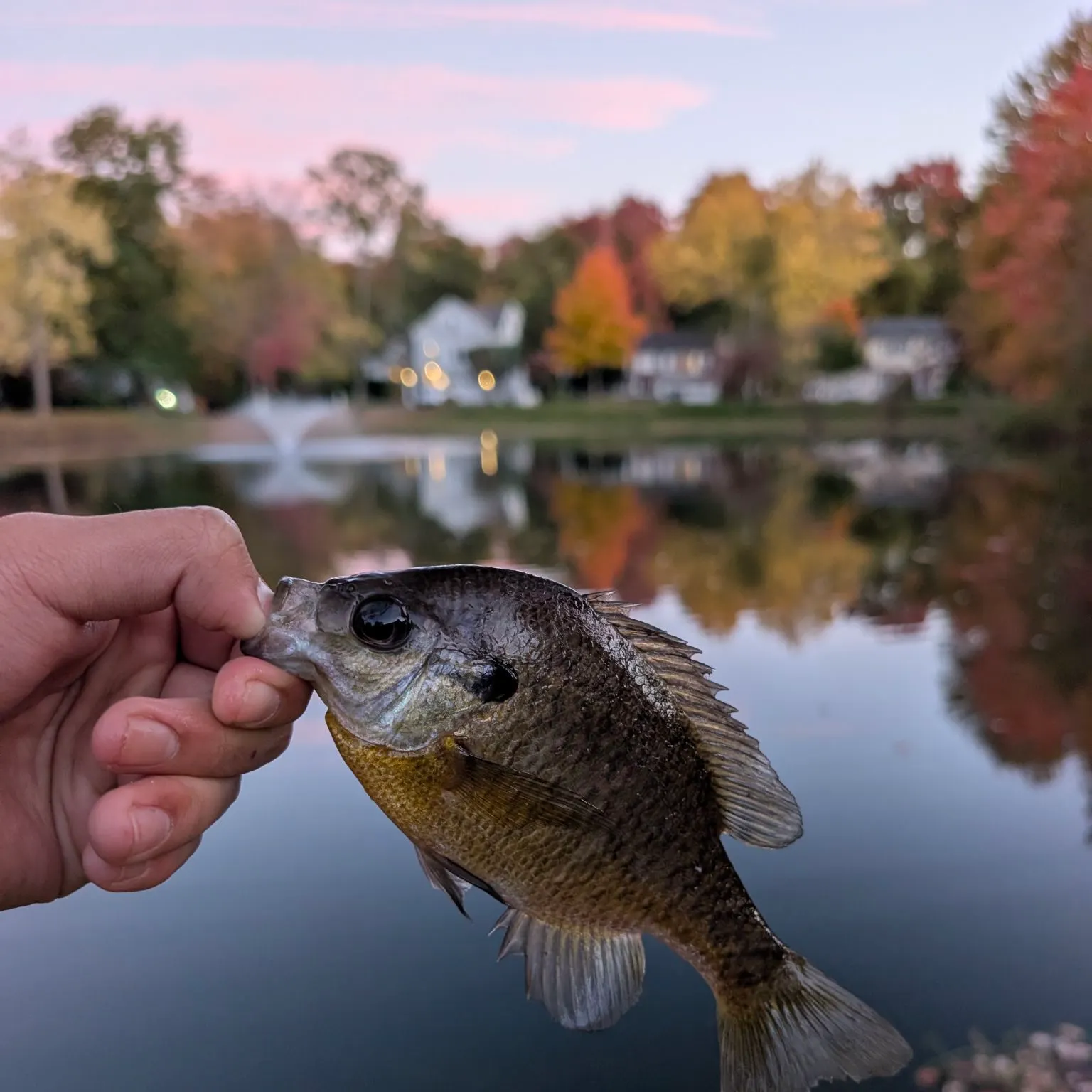 Bluegill caught on Fishbrain
