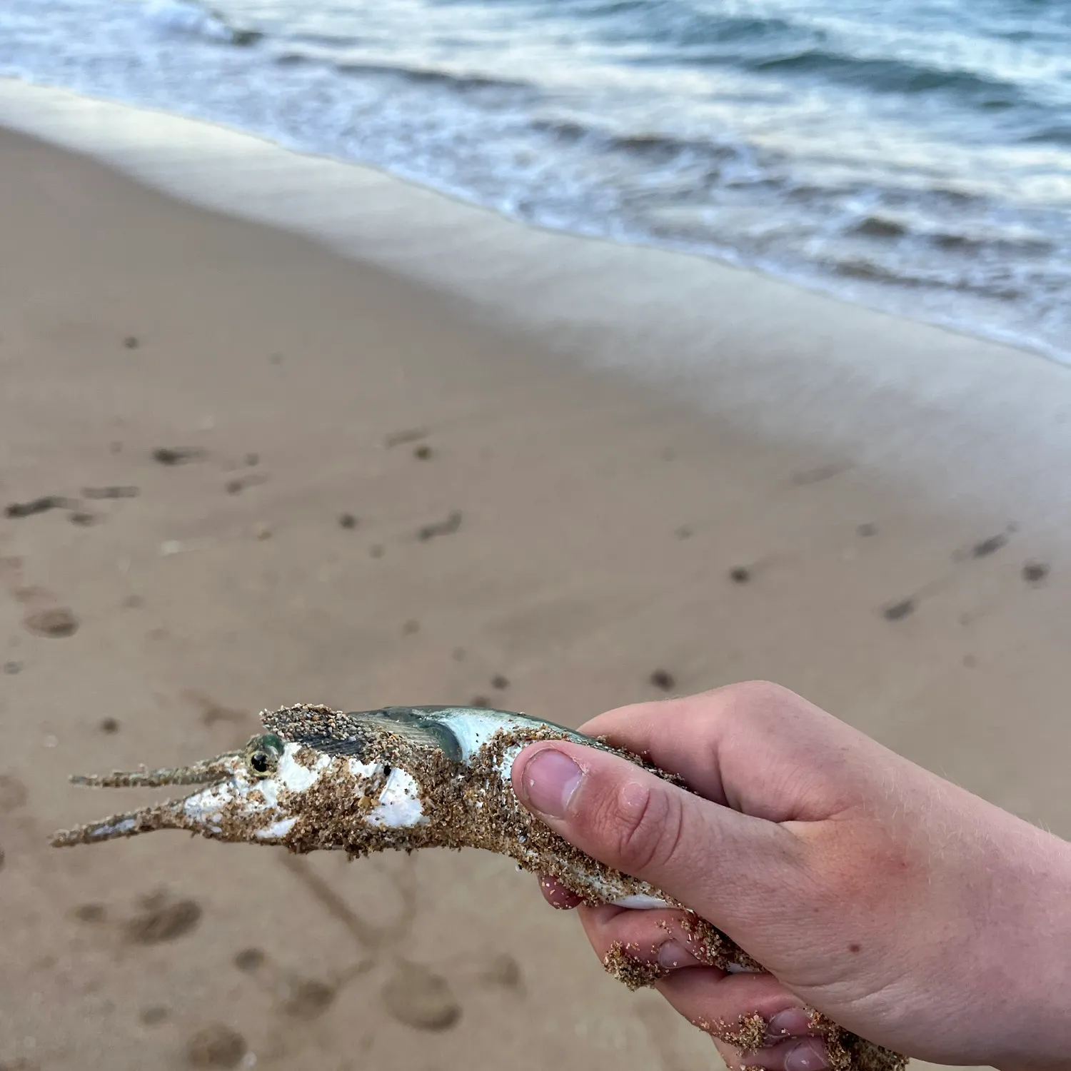 The most recent Flat needlefish catches on Fishbrain