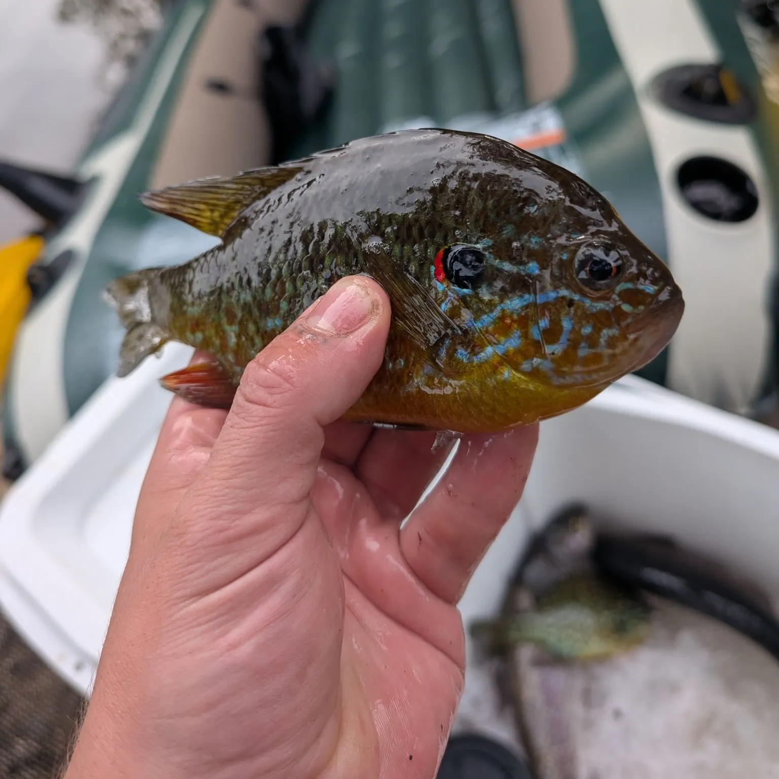 Pumpkinseed caught on Fishbrain