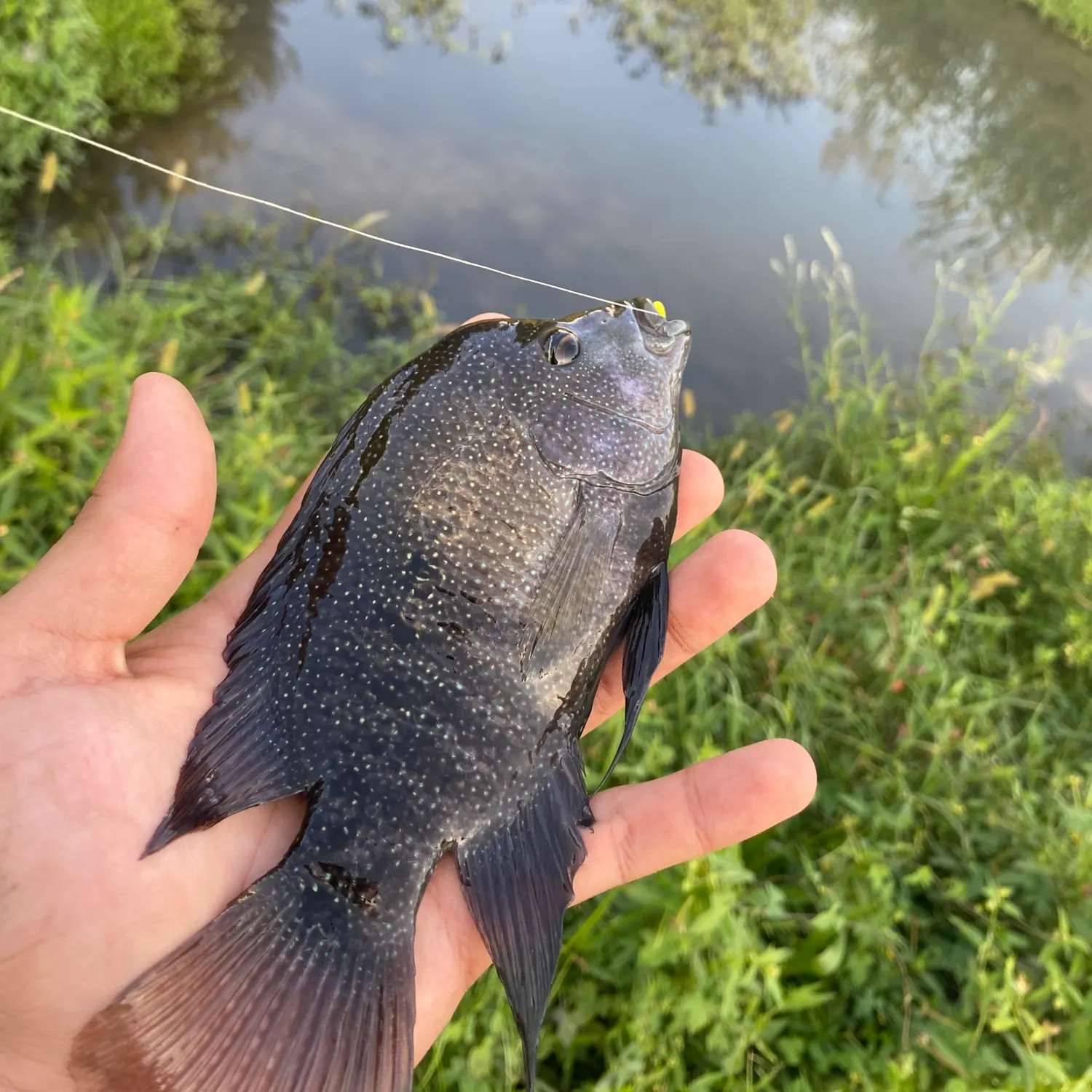 Rio Grande cichlid caught on Fishbrain