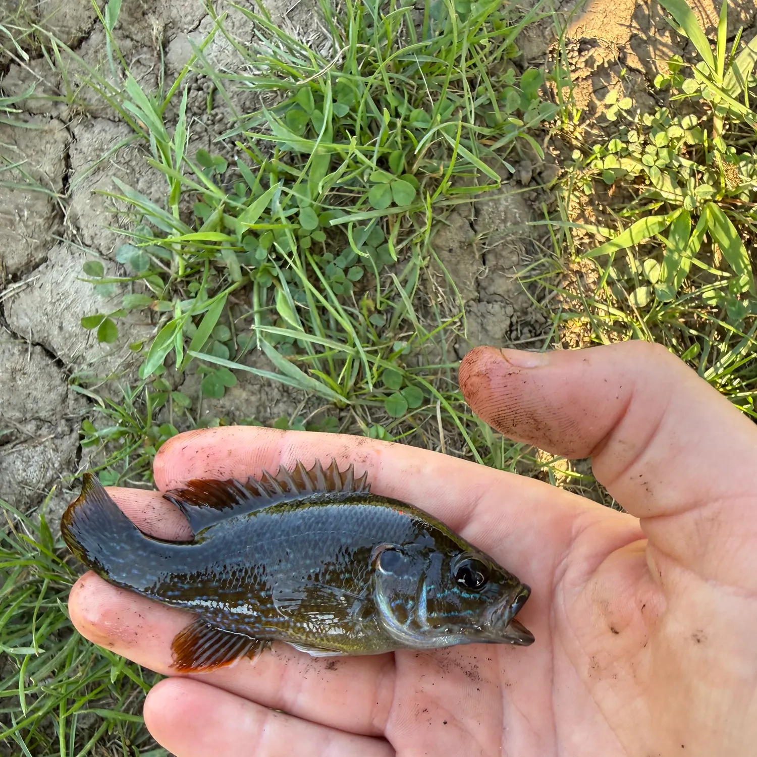 Green sunfish caught on Fishbrain