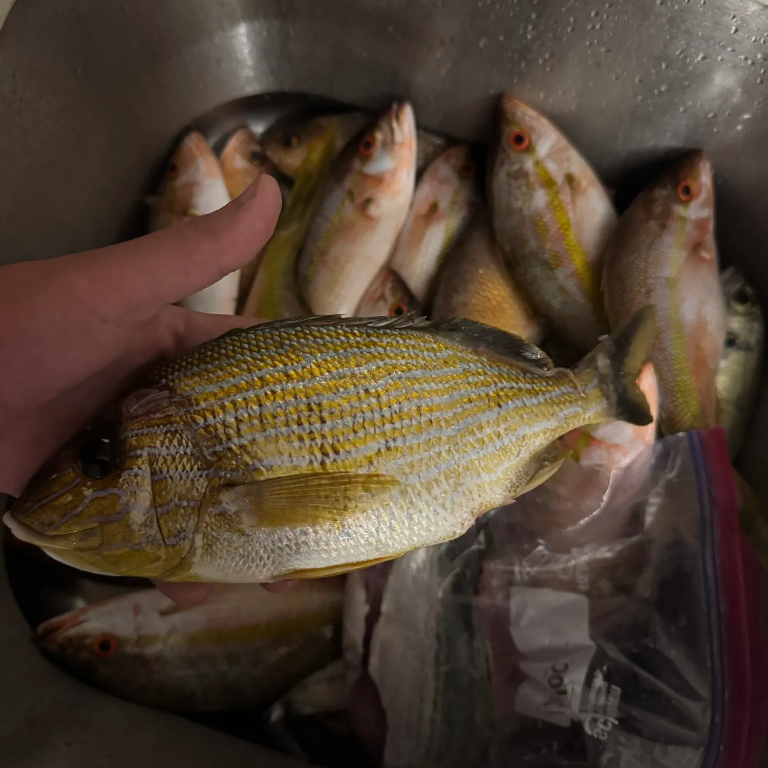 recently logged catches