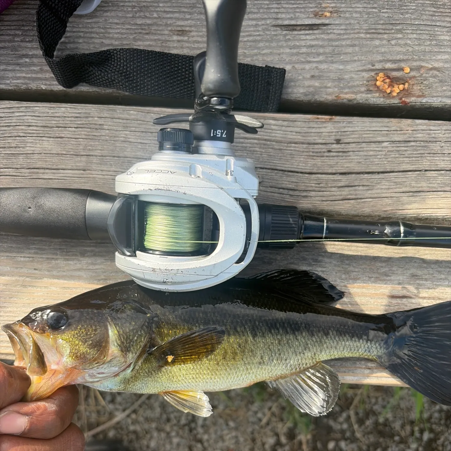Largemouth bass caught on Fishbrain