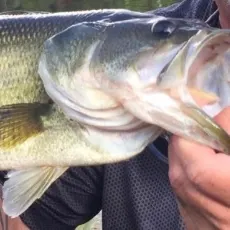 Largemouth bass caught on Fishbrain