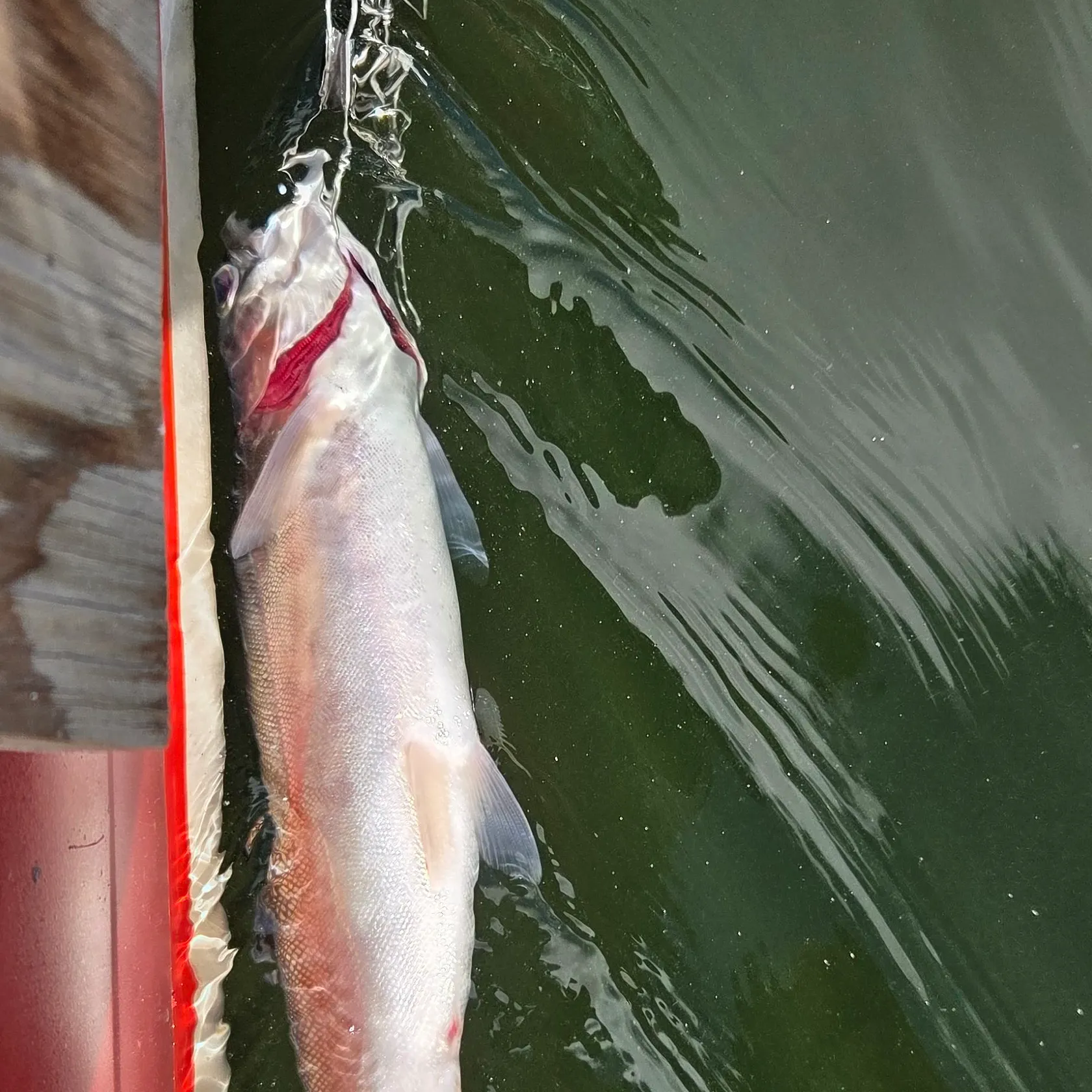 Kamloops trout caught on Fishbrain