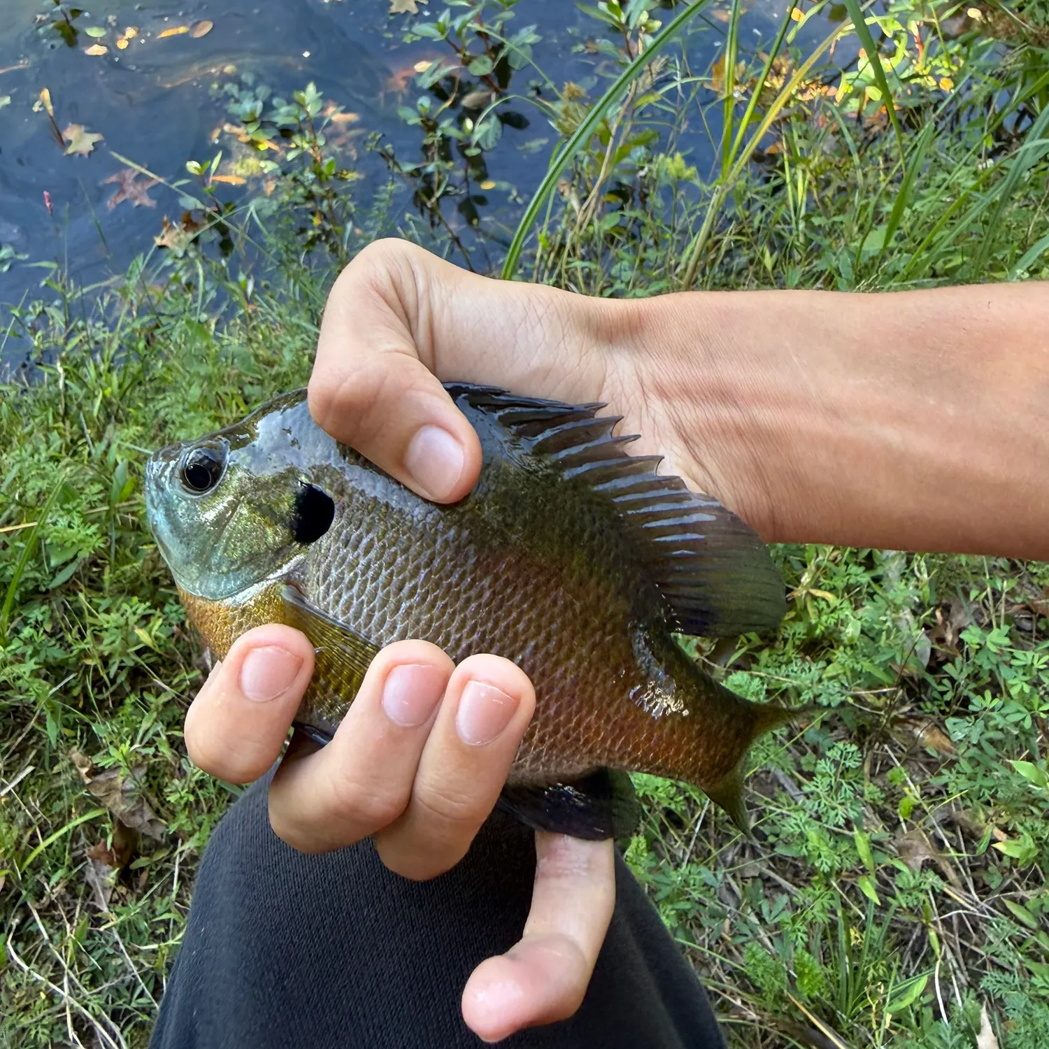 Bluegill caught on Fishbrain