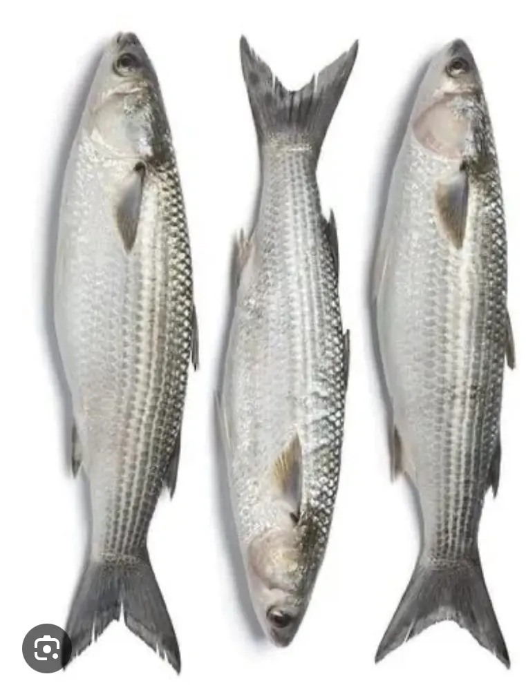 Live Mullet