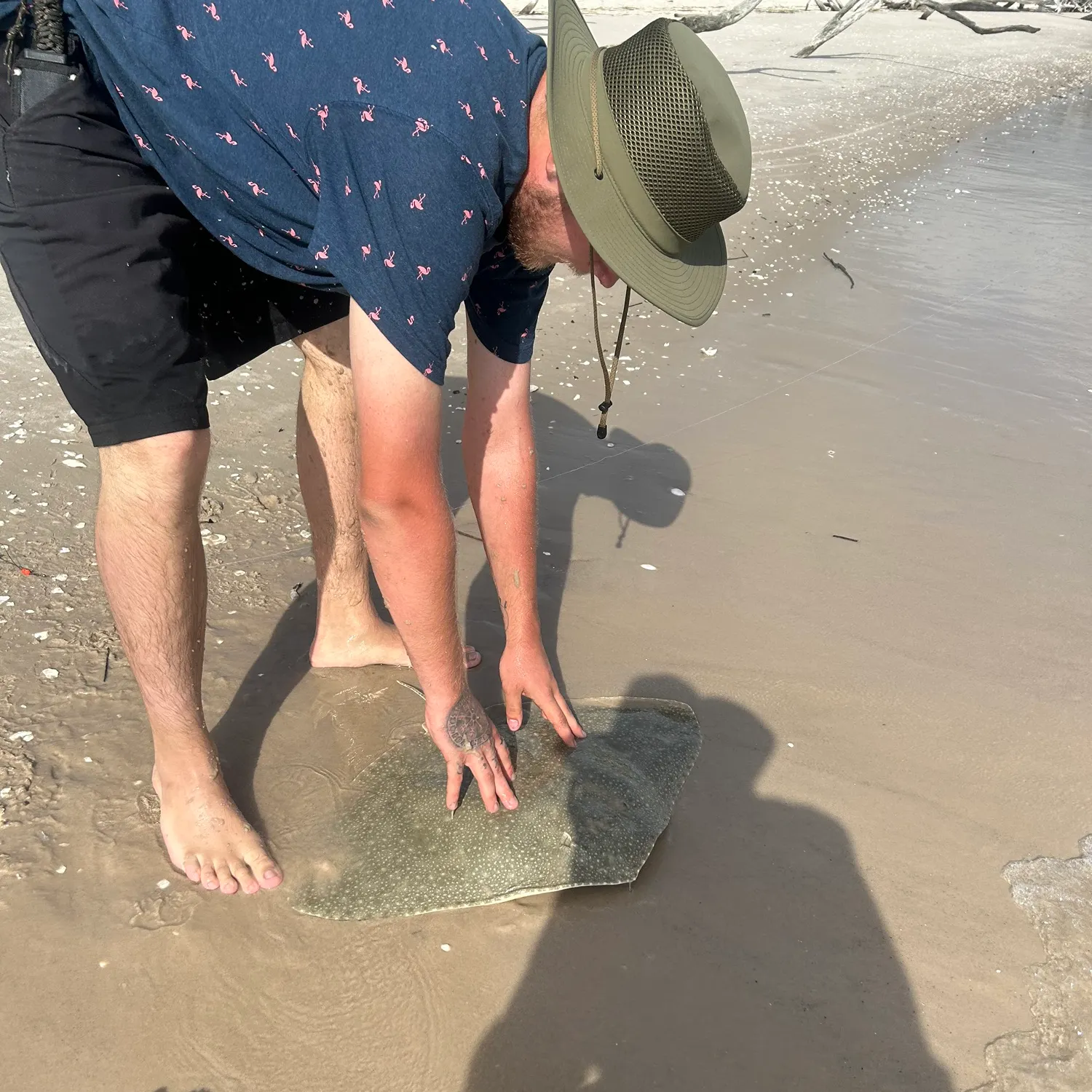 The most recent Honeycomb stingray catches on Fishbrain