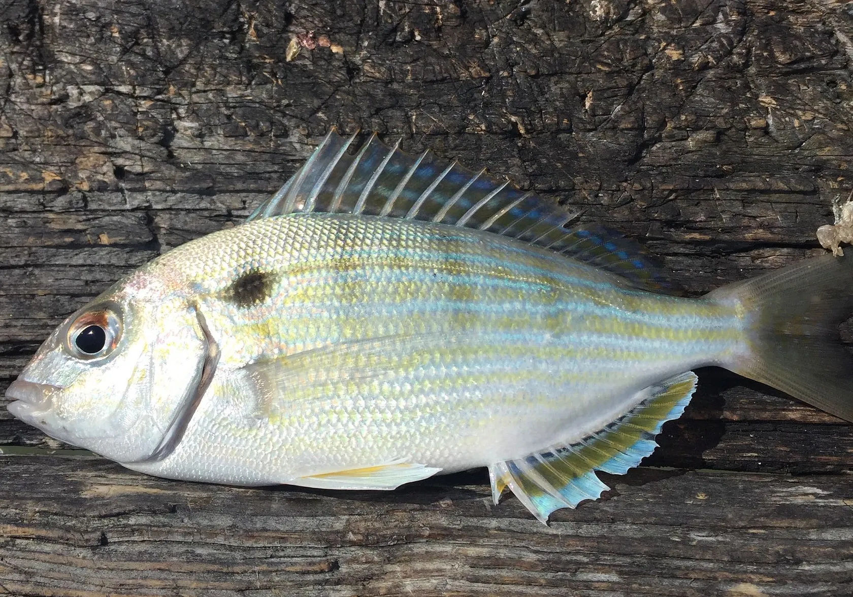 Pinfish