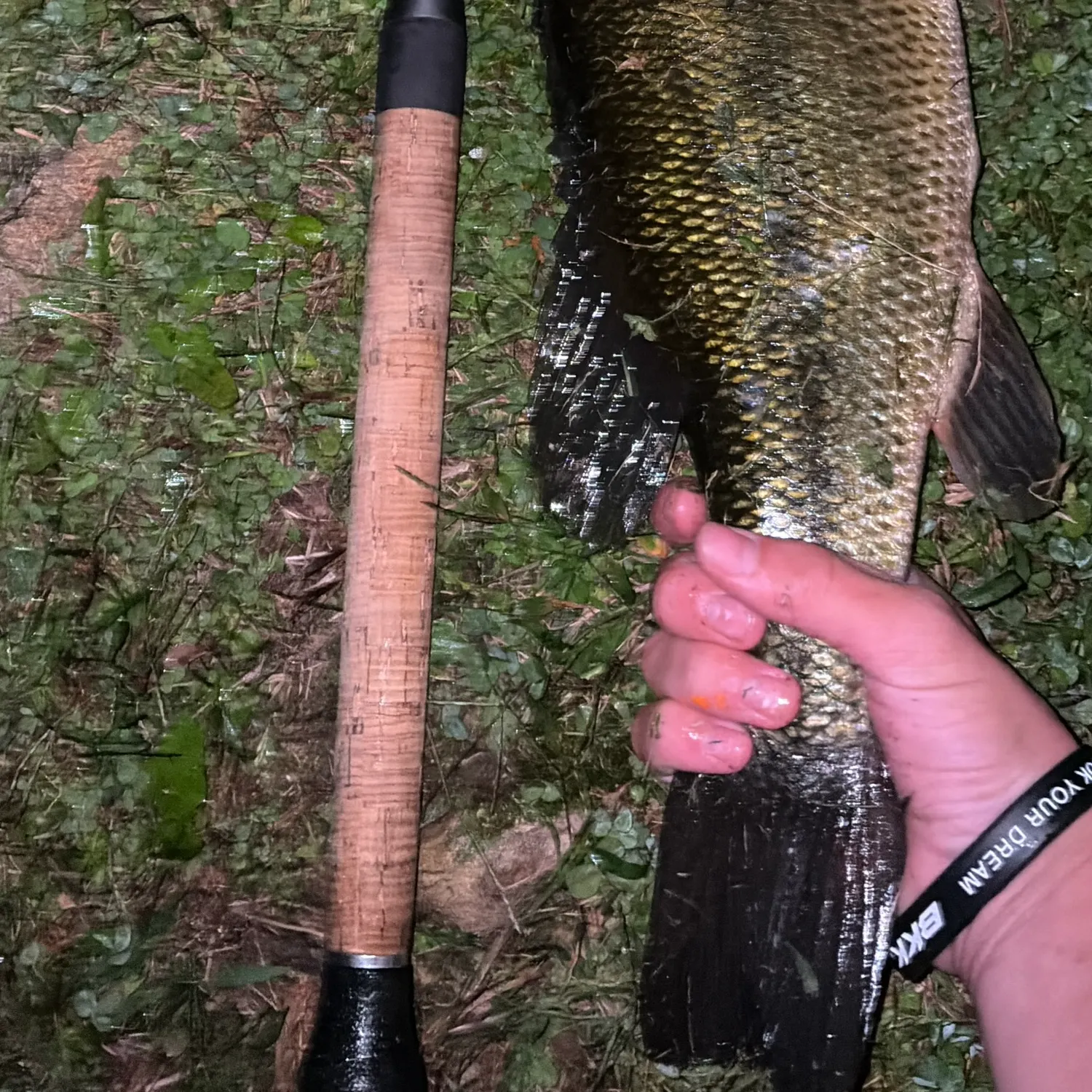 Largemouth bass caught on Fishbrain