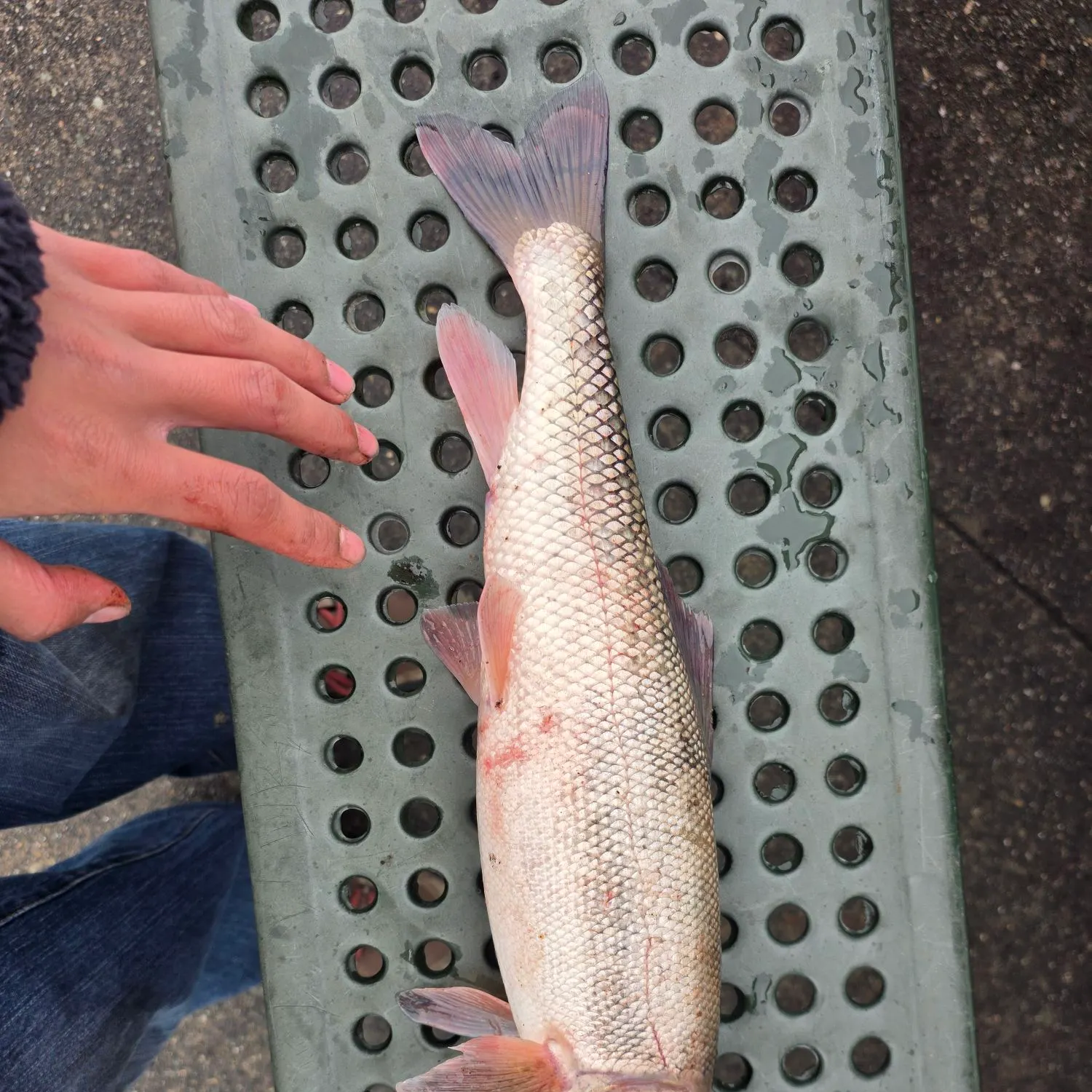 The most recent River carpsucker catches on Fishbrain
