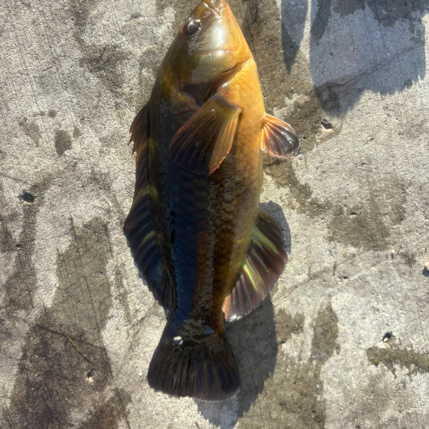 The most recent Patrician wrasse catches on Fishbrain