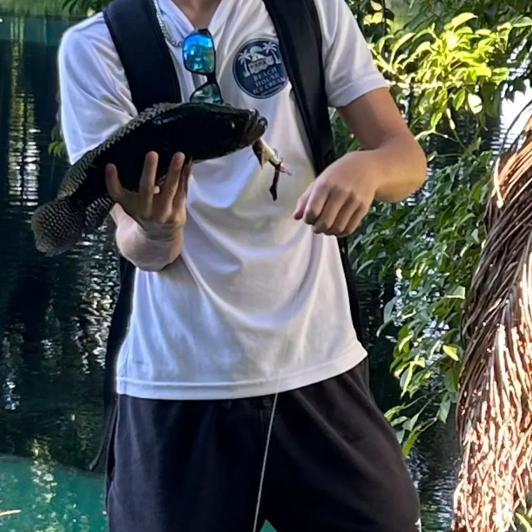 The most recent Jaguar cichlid catches on Fishbrain