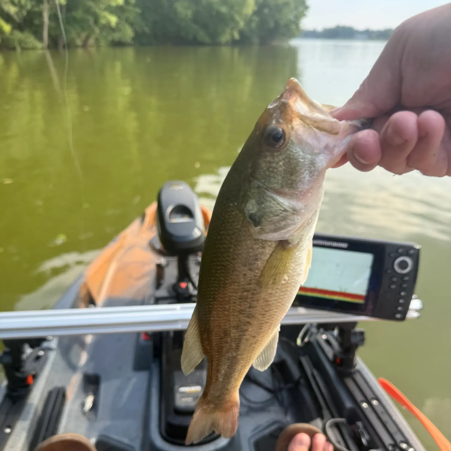 Largemouth bass caught on Fishbrain
