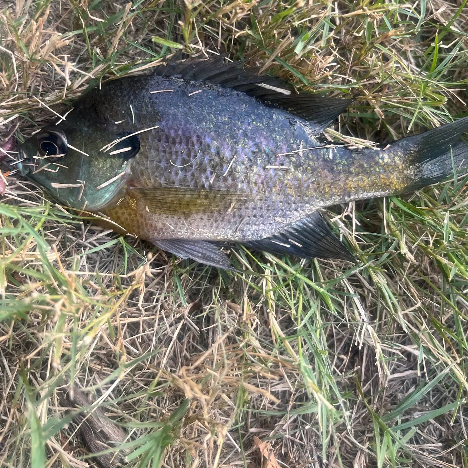 Bluegill caught on Fishbrain