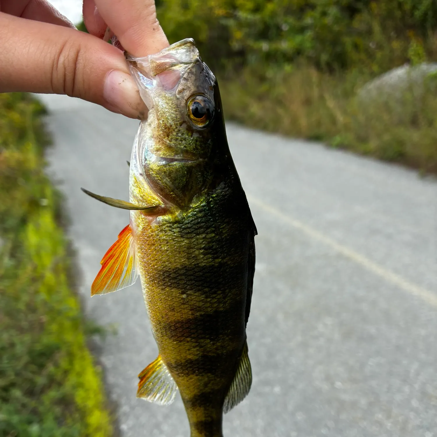 Yellow perch caught on Fishbrain
