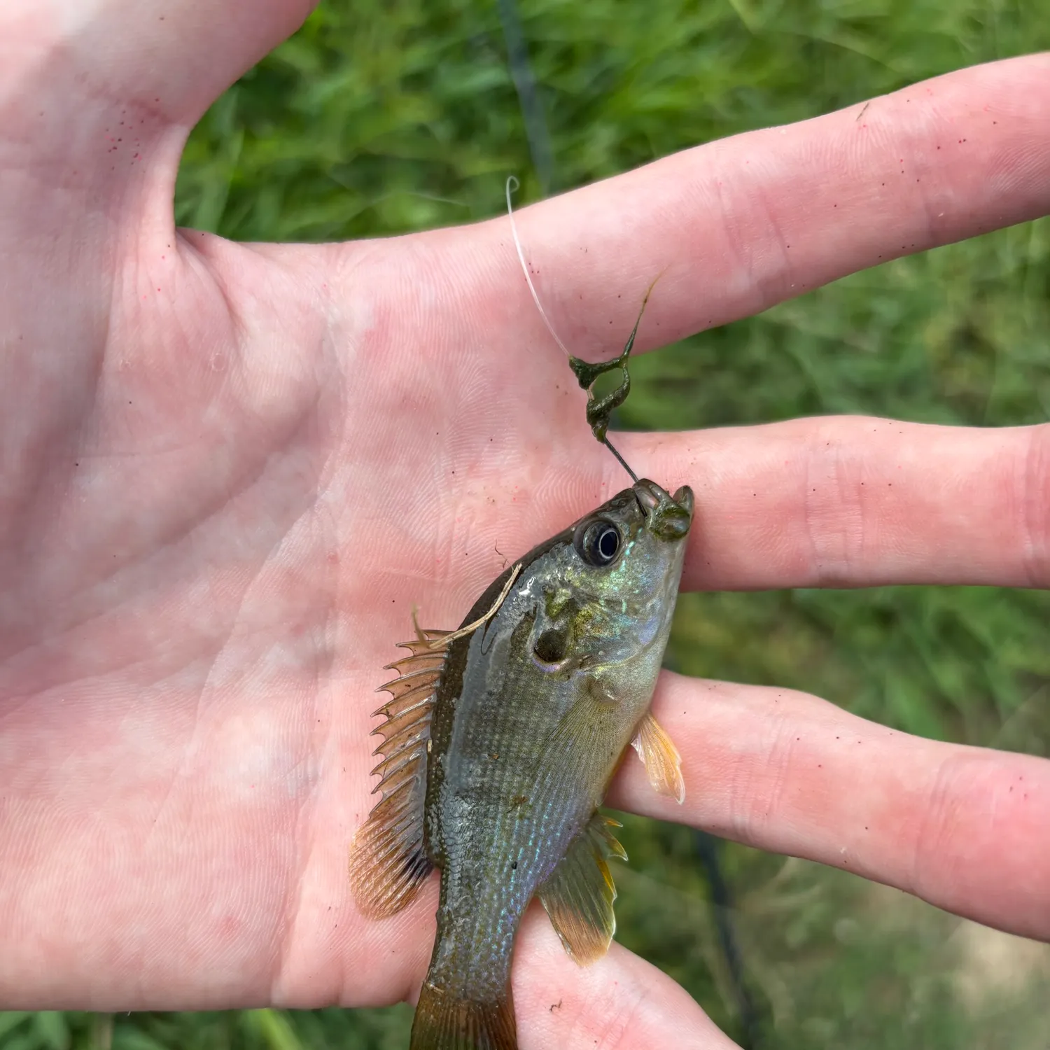 Green sunfish caught on Fishbrain
