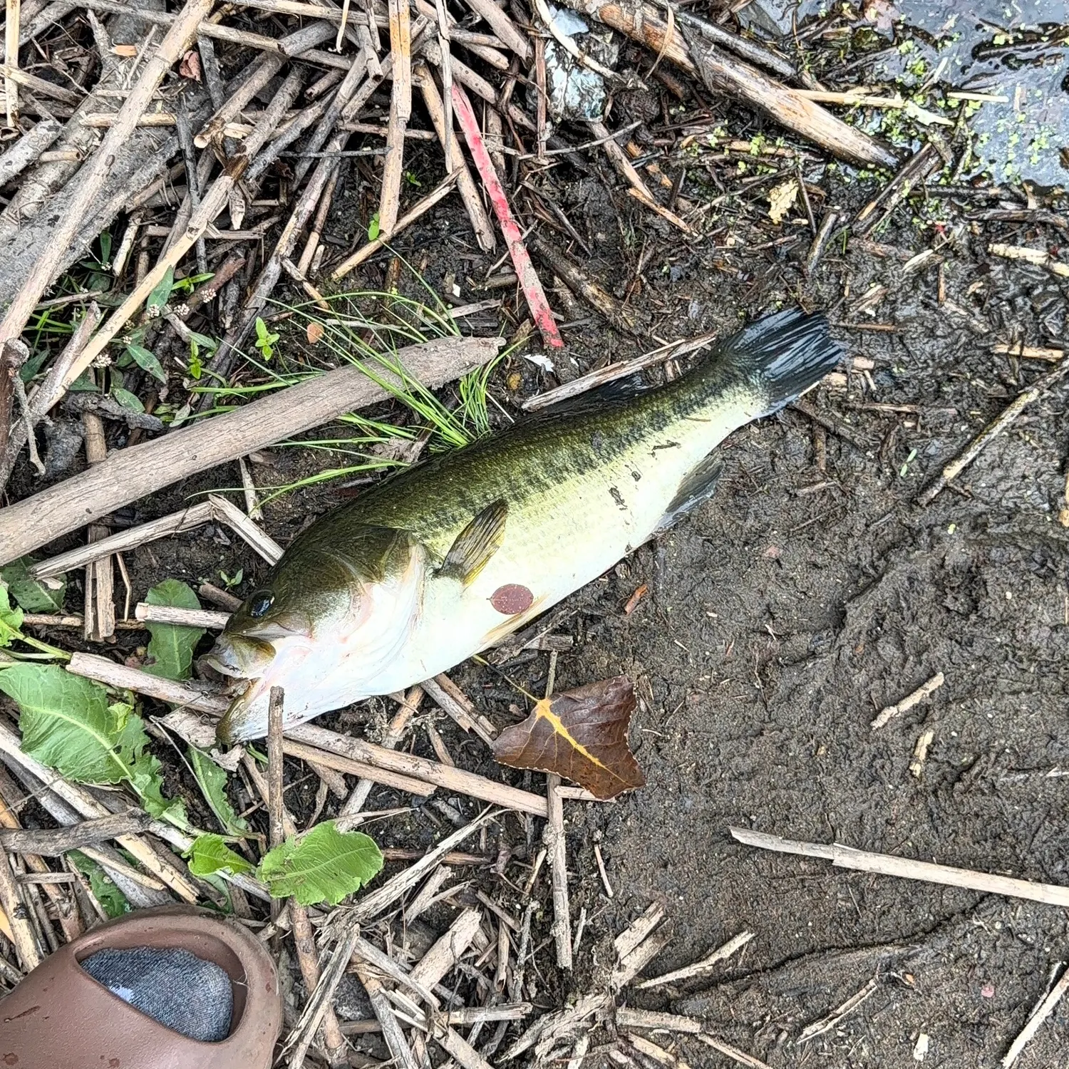 Largemouth bass caught on Fishbrain