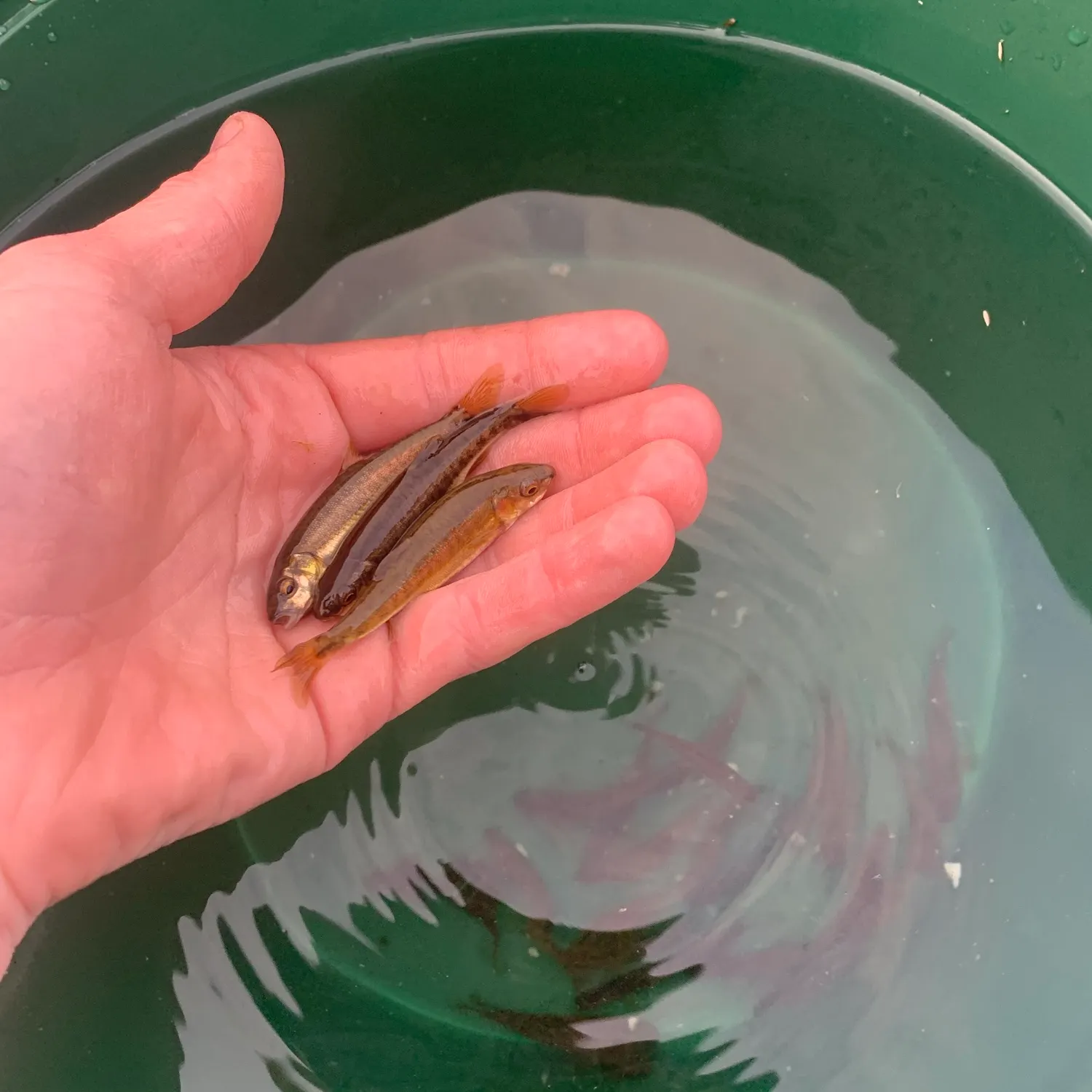 The most recent Eurasian minnow catches on Fishbrain
