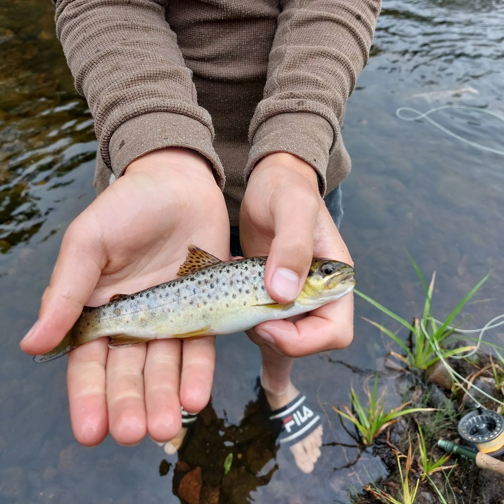 The most recent Brown trout catches on Fishbrain