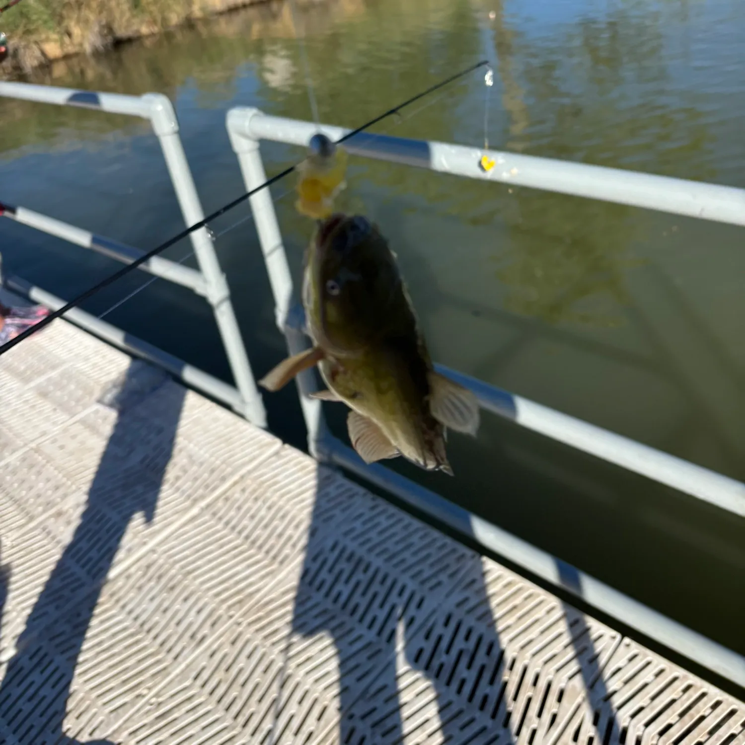 Yellow bullhead caught on Fishbrain