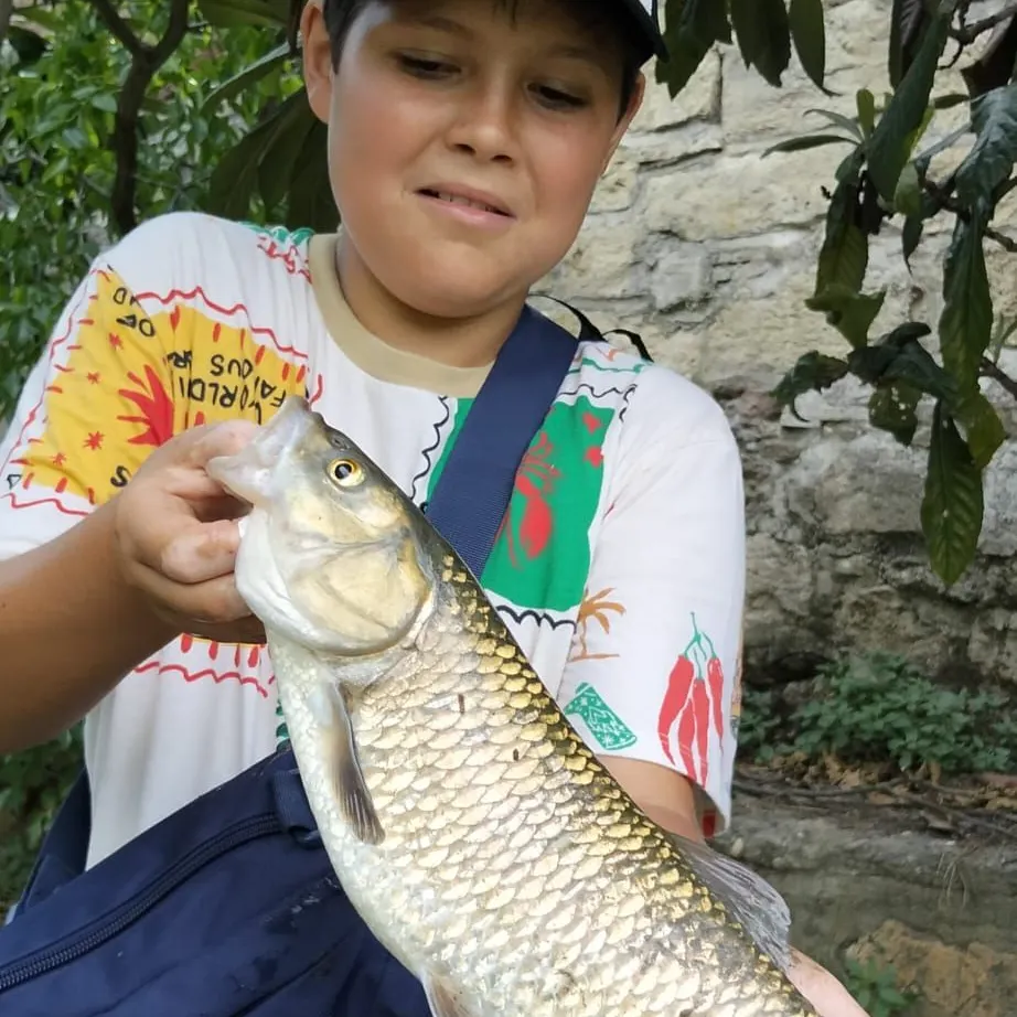 European chub caught on Fishbrain