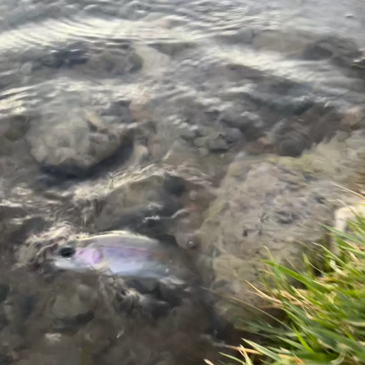 Rainbow trout caught on Fishbrain
