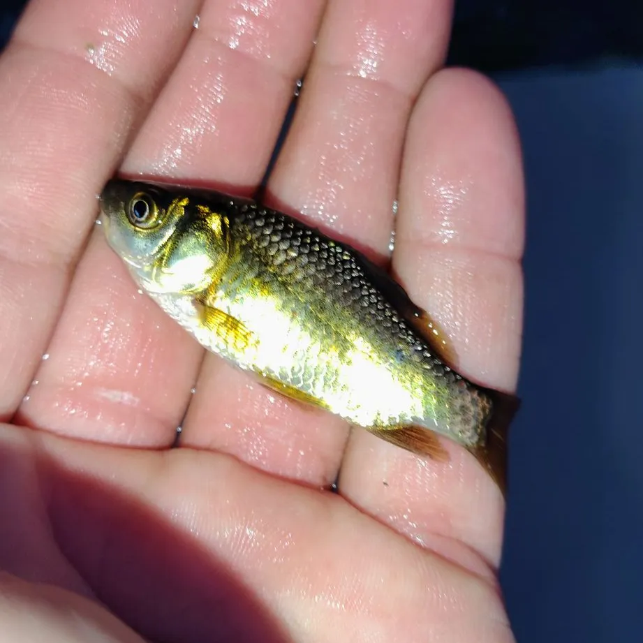 The most recent Goldfish catches on Fishbrain