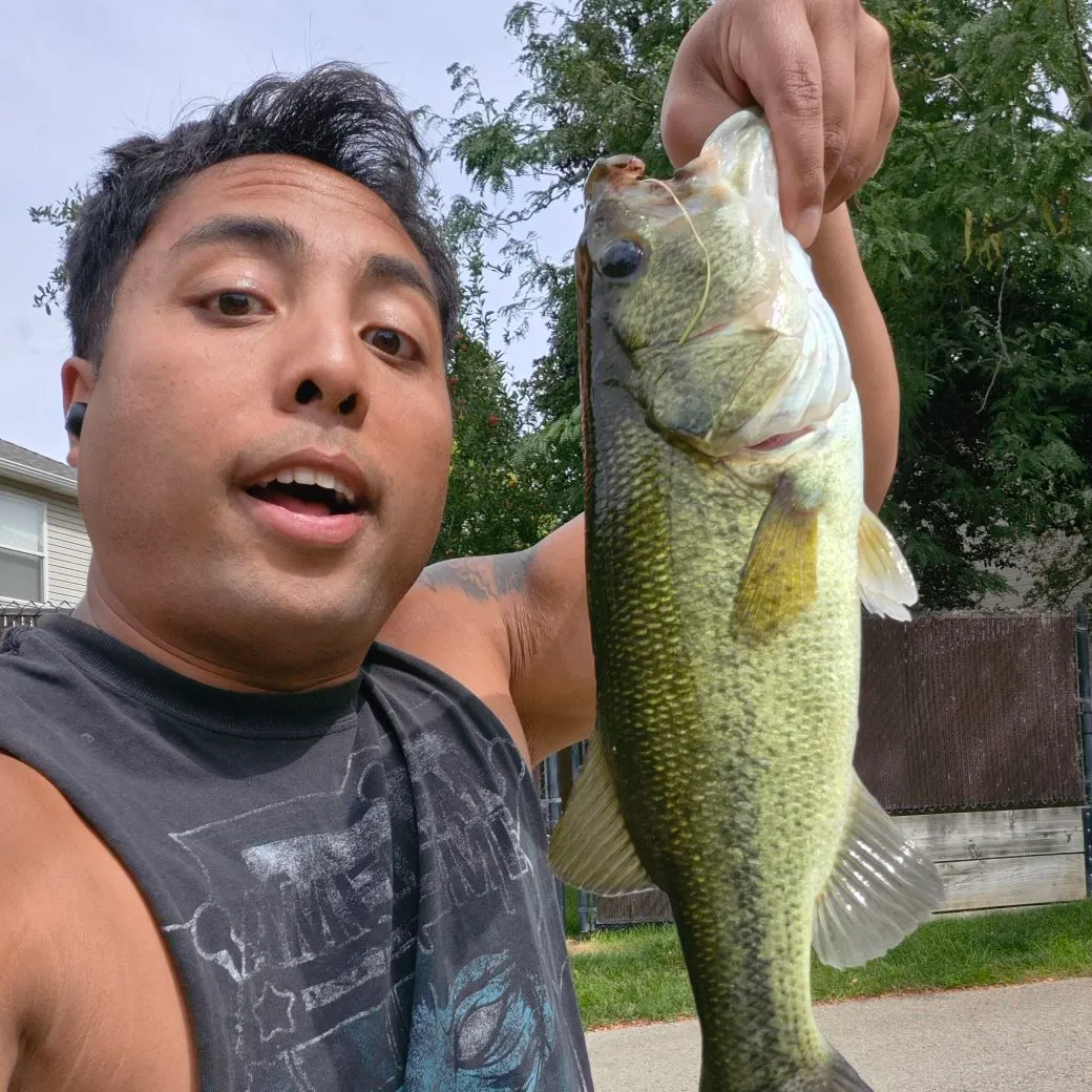 Largemouth bass caught on Fishbrain