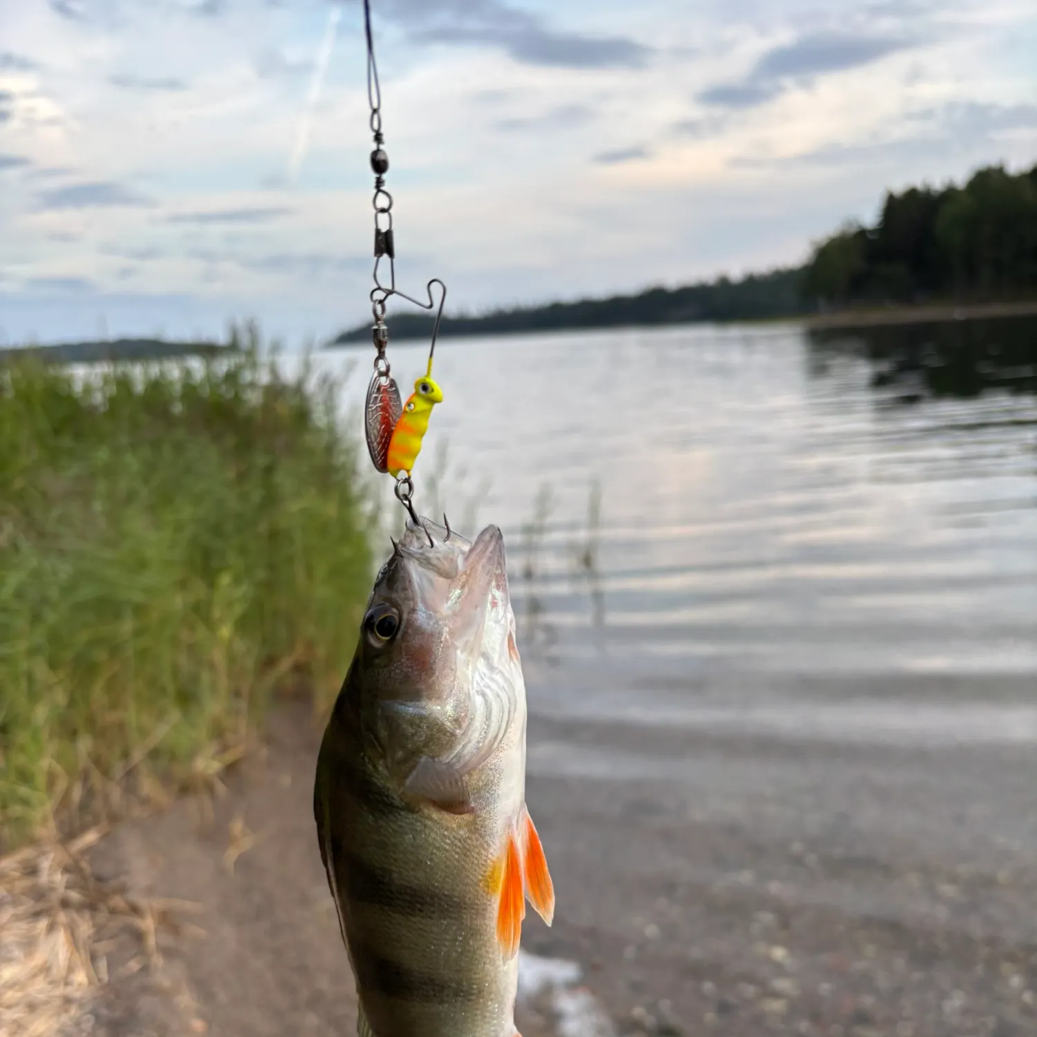 European perch caught on Fishbrain