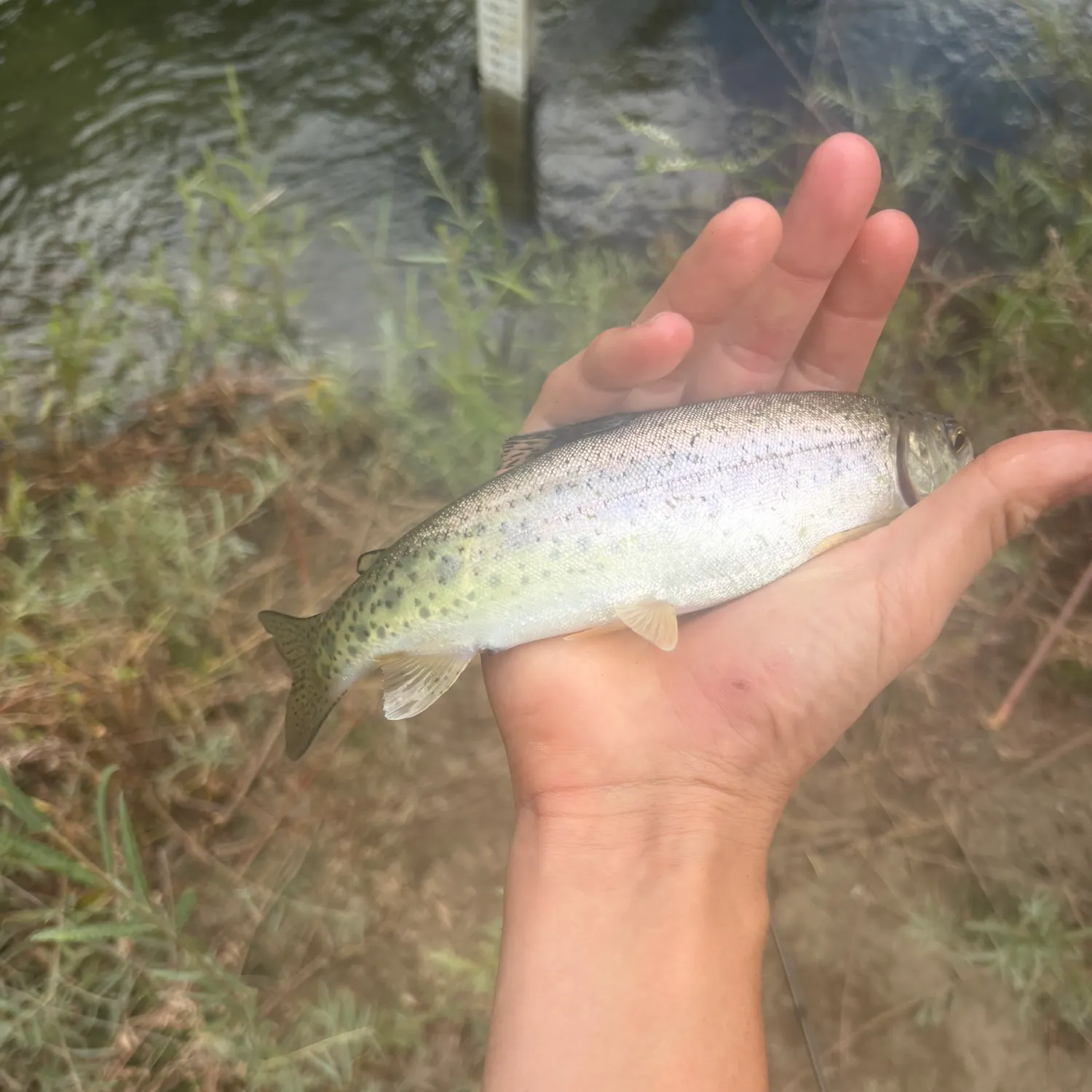 Rainbow trout caught on Fishbrain