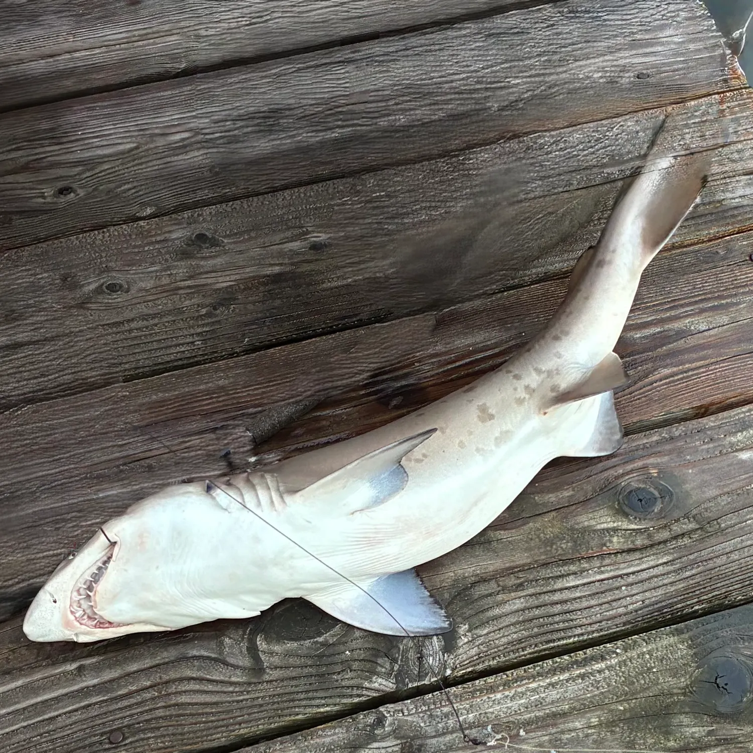 The most recent Silvertip shark catches on Fishbrain