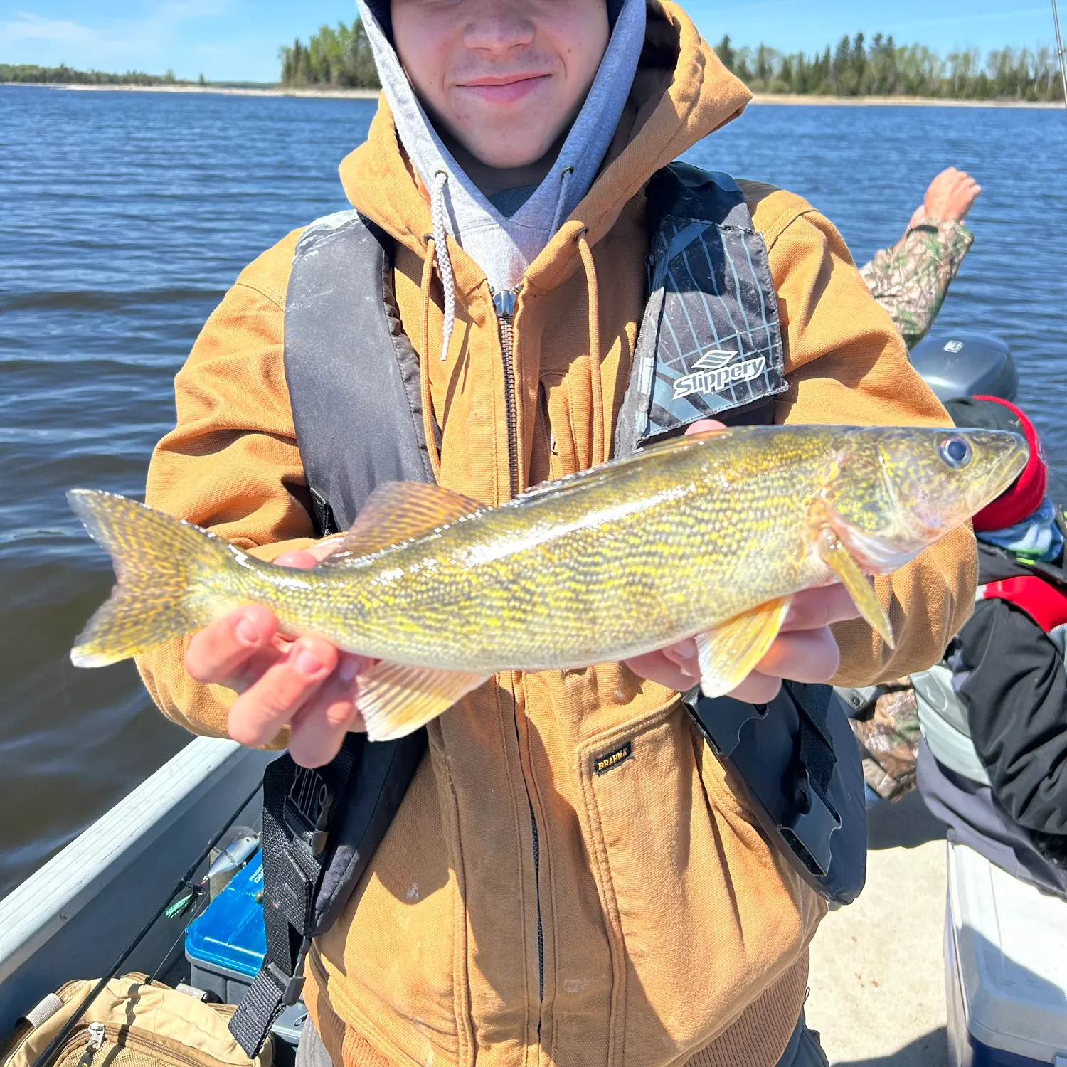 The most recent Sauger catches on Fishbrain