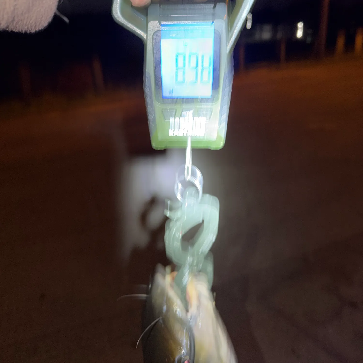 Channel catfish caught on Fishbrain