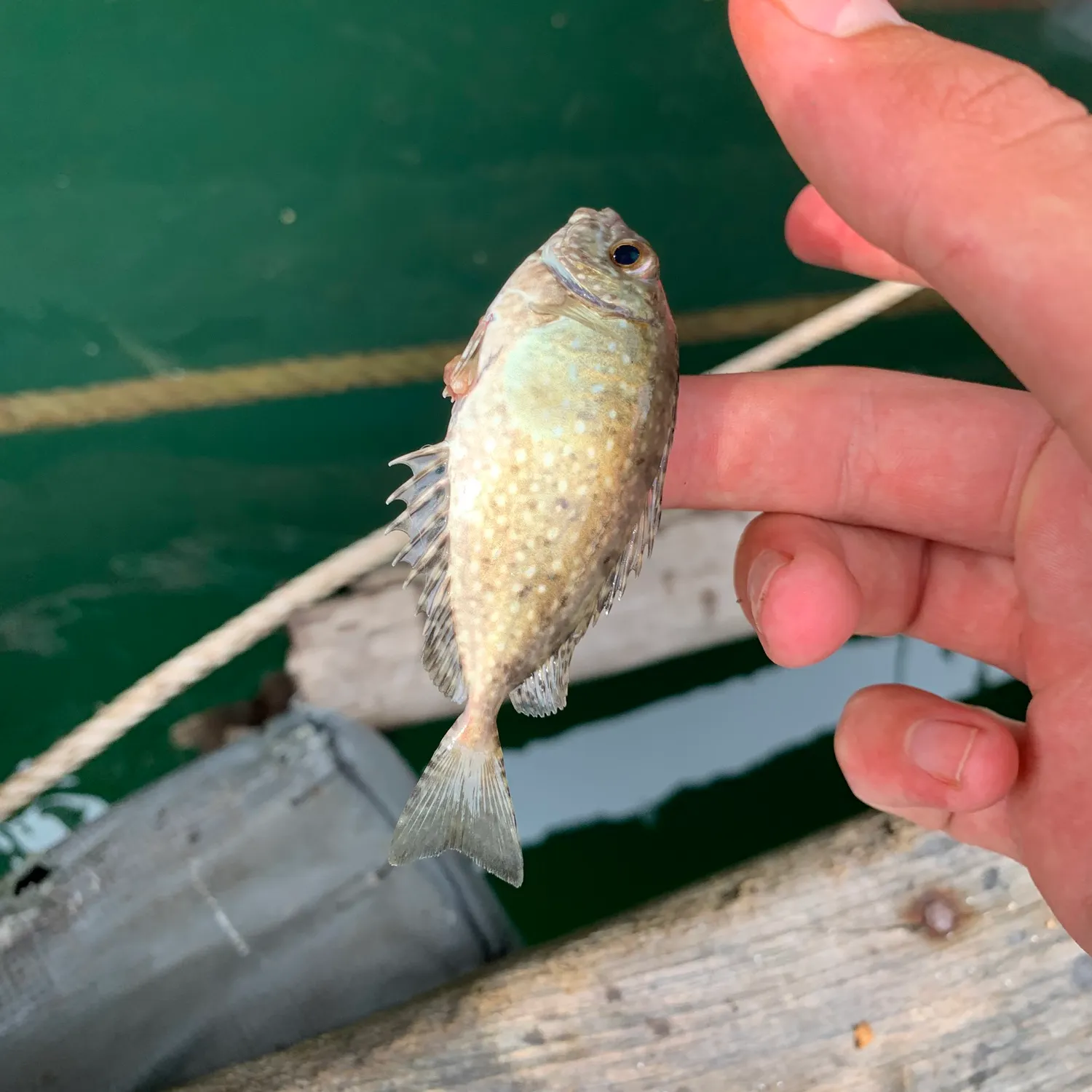 The most recent Mottled spinefoot catches on Fishbrain