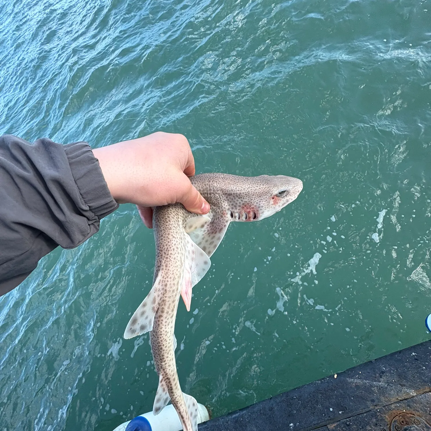 The most recent Lesser spotted dogfish catches on Fishbrain
