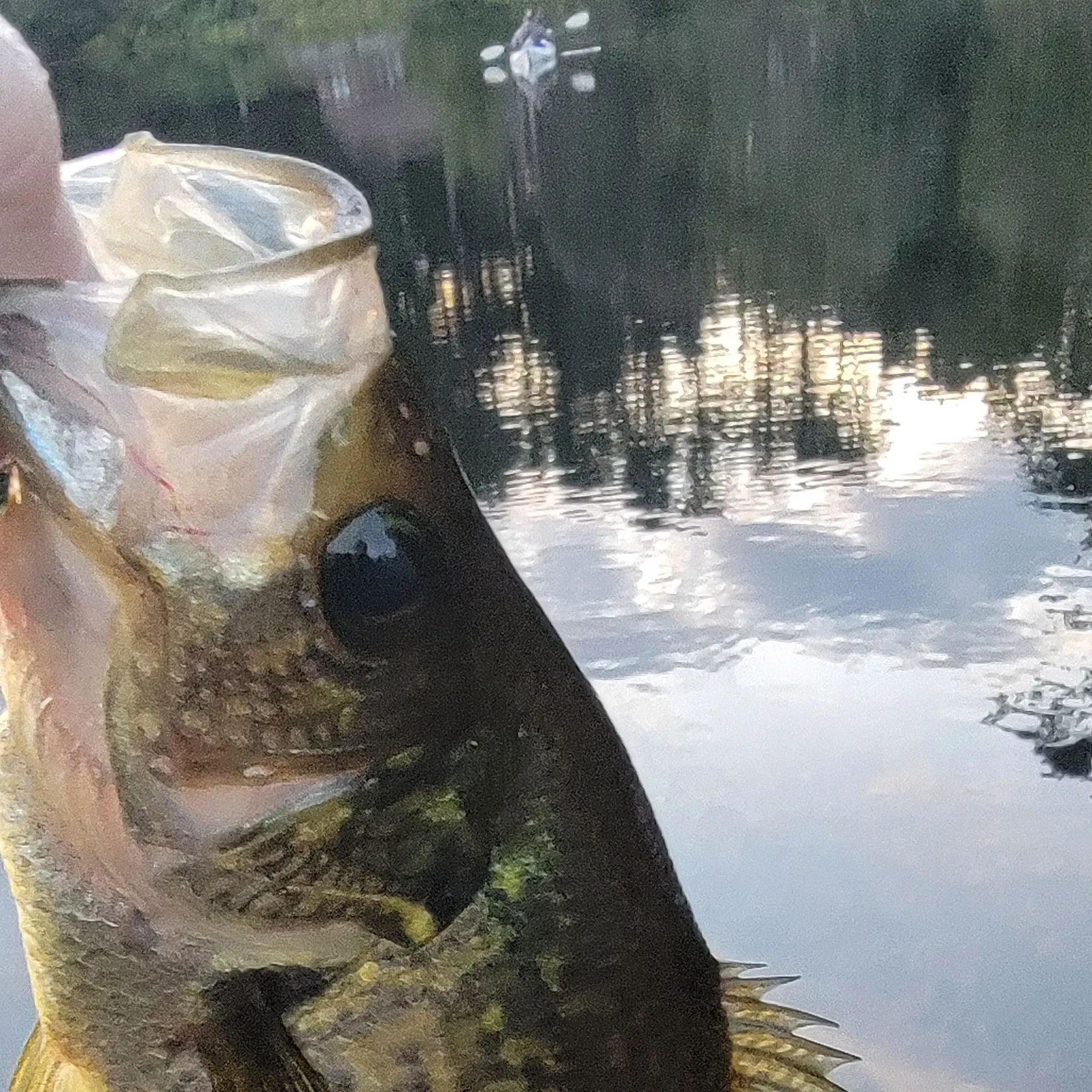 Black crappie caught on Fishbrain