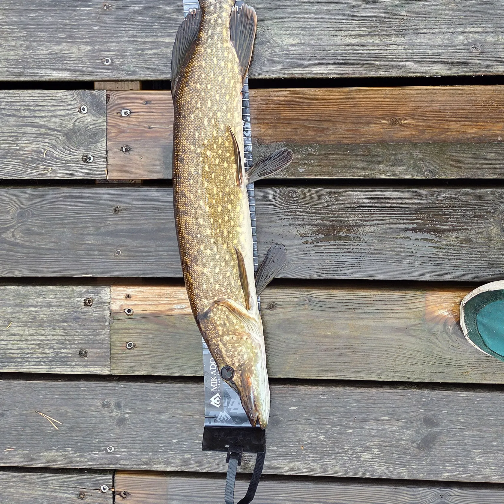 Northern pike caught on Fishbrain
