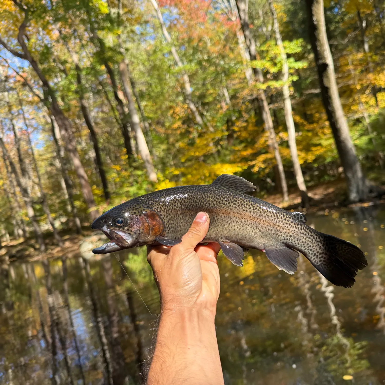 Rainbow trout caught on Fishbrain