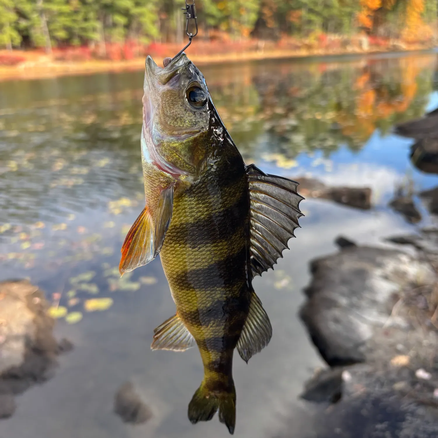 Yellow perch caught on Fishbrain