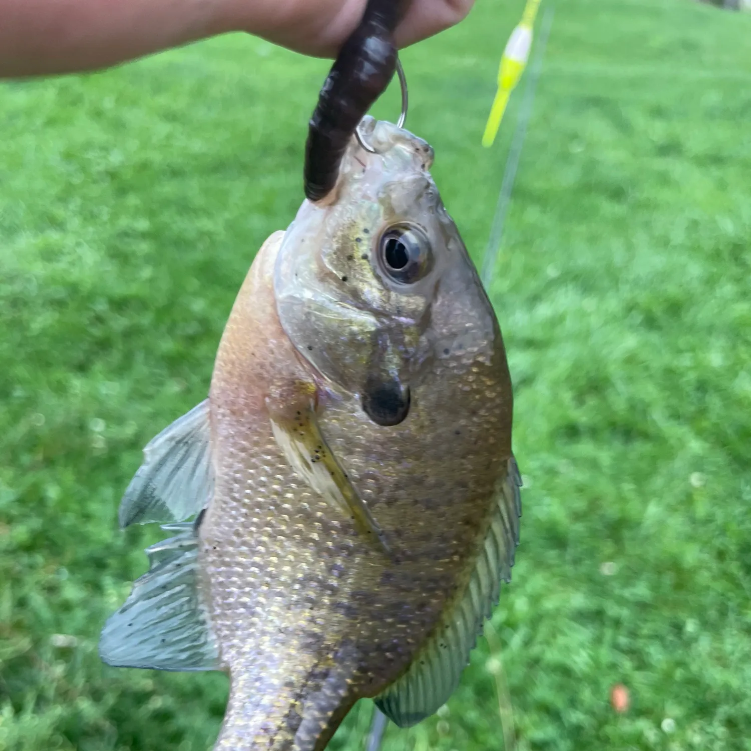 Bluegill caught on Fishbrain