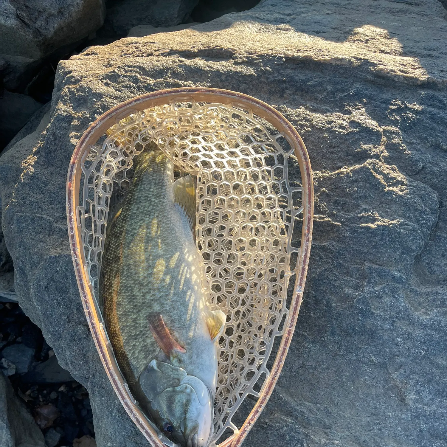 The most recent Smallmouth bass catches on Fishbrain